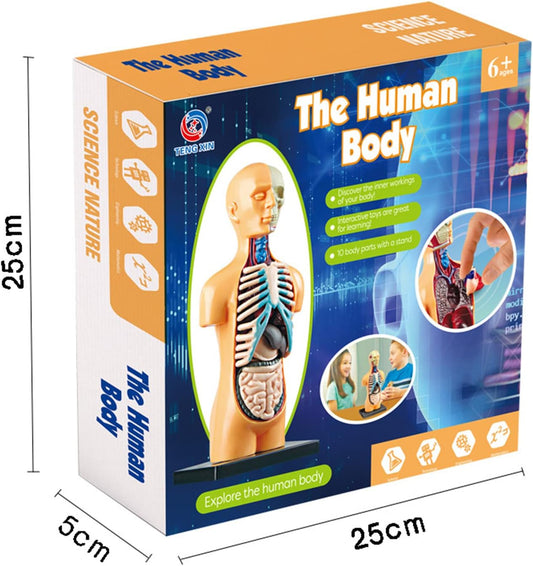 Anatomia do Corpo Humano - Nettoy