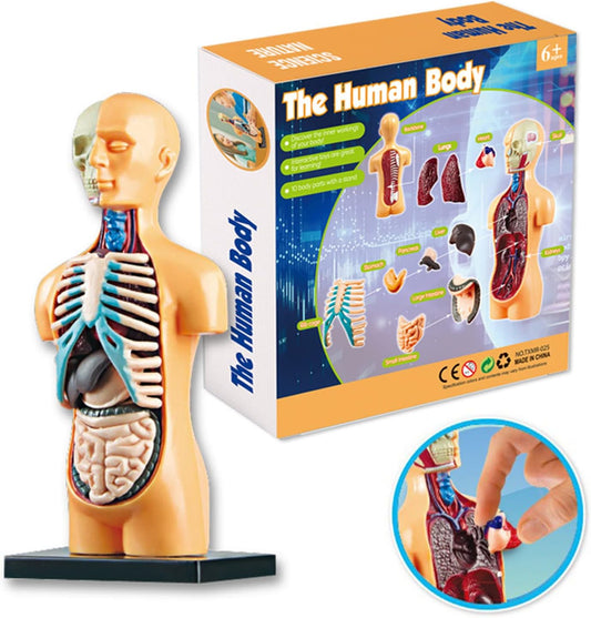 Anatomia do Corpo Humano - Nettoy