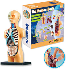 Anatomia do Corpo Humano - Nettoy